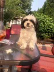 Lost Female Dog last seen Jay St and Mt. Read Blvd, Rochester, NY 14606