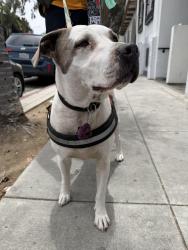 Found/Stray Male Dog last seen Downtown LA /Chinatown, Los Angeles, CA 90012