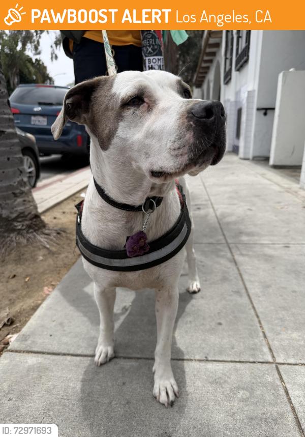 Found/Stray Male Dog last seen Downtown LA /Chinatown, Los Angeles, CA 90012