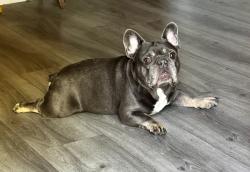 Reunited Unknown Dog last seen Wing Lane Elementary School , La Puente, CA 91744
