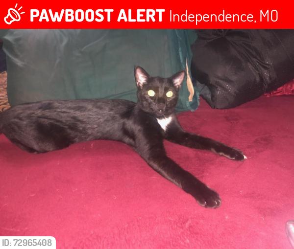 Lost Male Cat last seen west saint Charles ave , Independence, MO 64050