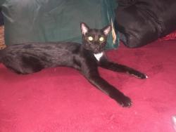 Lost Male Cat last seen west saint Charles ave , Independence, MO 64050