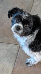 Reunited Female Dog last seen McMurray blvd, Pottebaum Ave , Casa Grande, AZ 85122