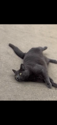 Lost Female Cat last seen 8th & buena vista , Corona, CA 92882