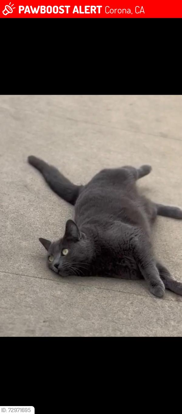 Lost Female Cat last seen 8th & buena vista , Corona, CA 92882