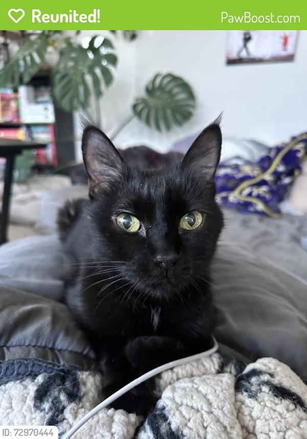 Reunited Female Cat last seen Near Milton St, Richmond, VA 23222, USA, Richmond, VA 23222