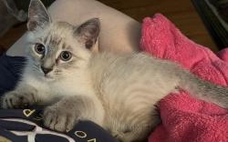 Reunited Male Cat last seen Near Lafayette Way Loganville, GA 30052, Loganville, GA 30052