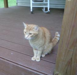Reunited Male Cat last seen Baggett Hollow rd, Palmyra, TN 37142