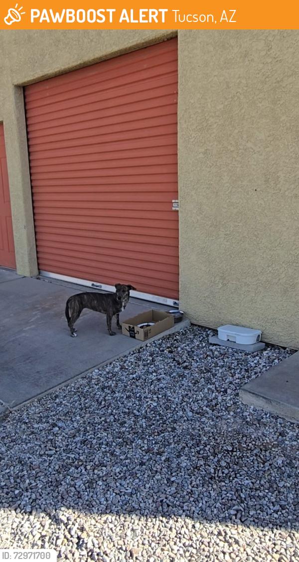 Found/Stray Unknown Dog last seen Irvington/country club , Tucson, AZ 85706