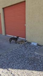 Found/Stray Unknown Dog last seen Irvington/country club , Tucson, AZ 85706