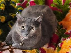 Lost Female Cat last seen Farley Ave & E. 92nd St, Kansas City, MO 64138
