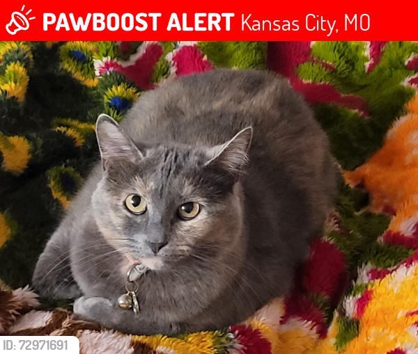 Lost Female Cat last seen Farley Ave & E. 92nd St, Kansas City, MO 64138