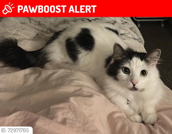 Lost Female Cat last seen Green View / Greencroft Way, Greater Manchester, England M7 4GH
