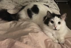 Lost Female Cat last seen Green View / Greencroft Way, Greater Manchester, England M7 4GH