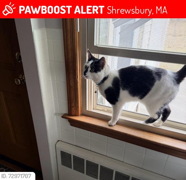 Lost Male Cat last seen Near john st shrewsbury ma, Shrewsbury, MA 01545