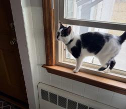 Lost Male Cat last seen Near john st shrewsbury ma, Shrewsbury, MA 01545