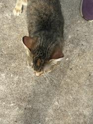 Found/Stray Unknown Cat last seen Wilshire blvd right next to twin oaks park, Minneapolis, MN 55429