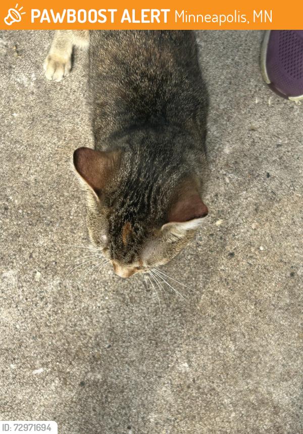 Found/Stray Unknown Cat last seen Wilshire blvd right next to twin oaks park, Minneapolis, MN 55429