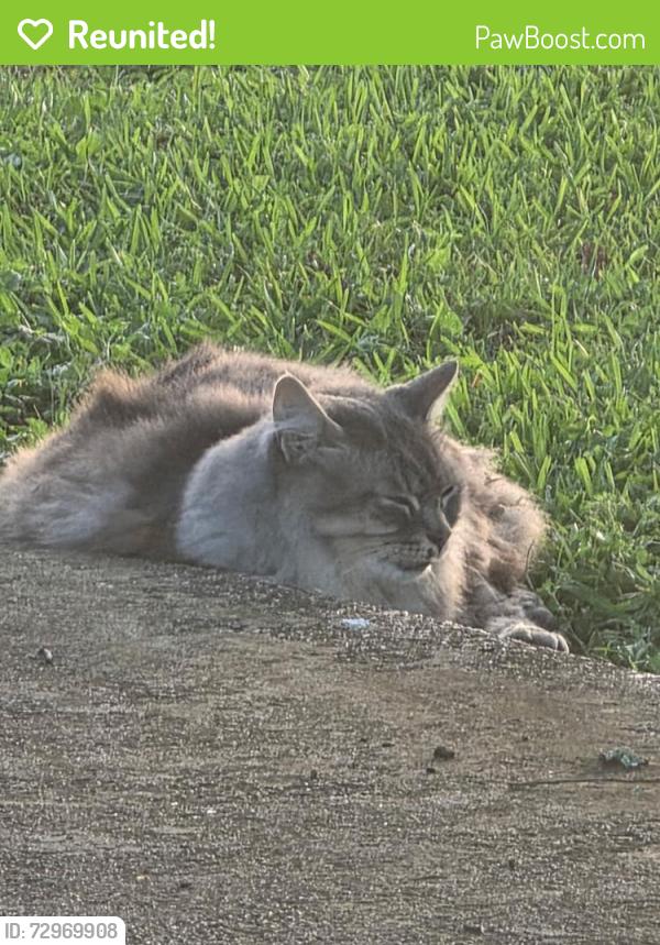Reunited Female Cat last seen Verot school road, Lafayette, LA 70508