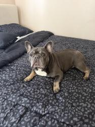 Reunited Male Dog last seen Wing Lane & Lidford Ave , La Puente, CA 91744