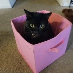 Reunited Female Cat last seen Belmac lane, Indianapolis, IN 46113