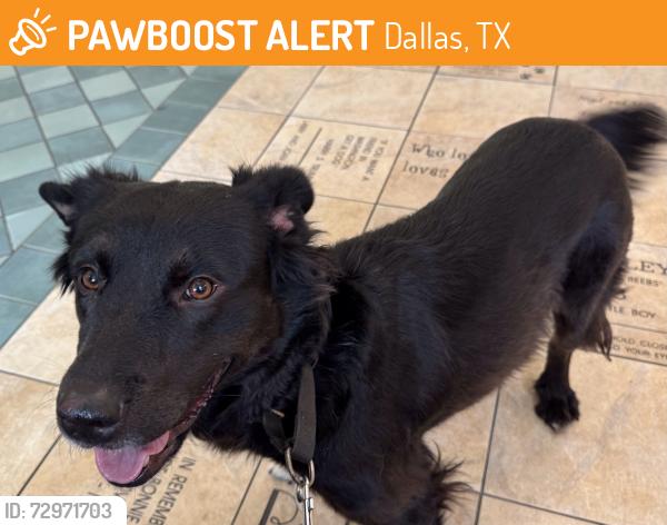 Found/Stray Female Dog last seen Audelia & Walnut, Dallas, TX 75243