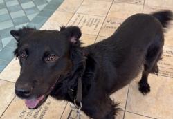 Found/Stray Female Dog last seen Audelia & Walnut, Dallas, TX 75243