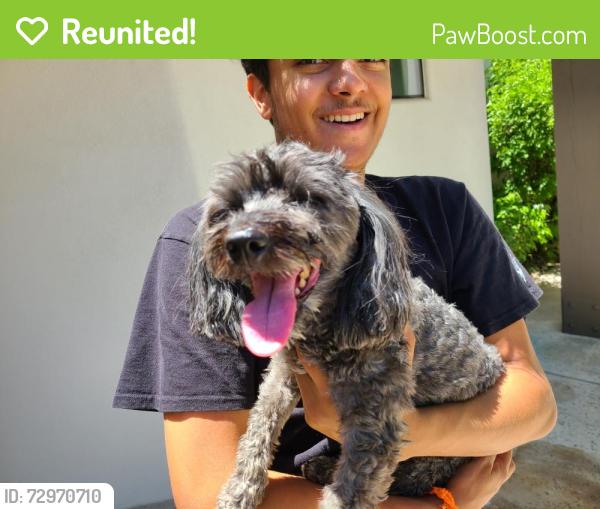 Reunited Unknown Dog last seen Shea/ 84th St, Scottsdale, AZ 85258
