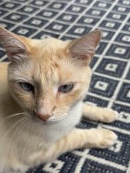Lost Male Cat last seen Greystone Golf Course, Birmingham, AL 35242