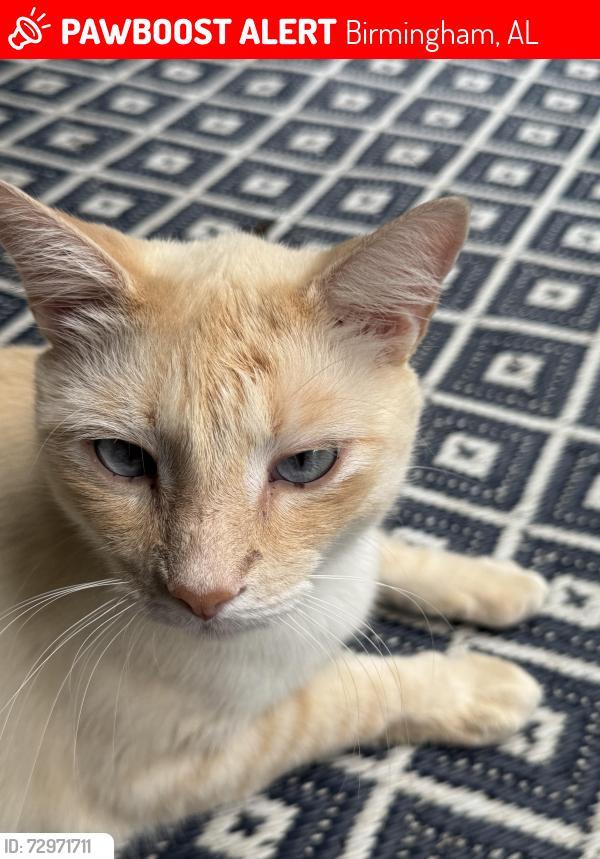 Lost Male Cat last seen Greystone Golf Course, Birmingham, AL 35242