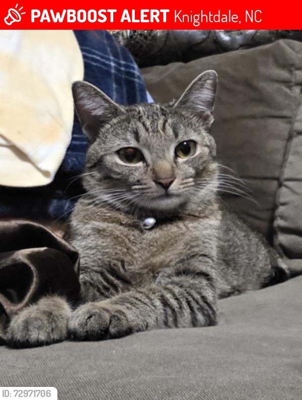 Lost Male Cat last seen Smithfield-rd, Lauren's way, Knightdale post office, Knightdale, NC 27545
