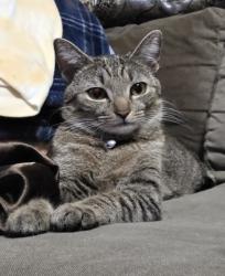 Lost Male Cat last seen Smithfield-rd, Lauren's way, Knightdale post office, Knightdale, NC 27545