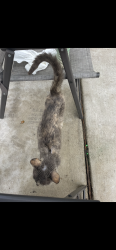 Found/Stray Female Cat last seen Great oaks dr, New Braunfels, TX 78130
