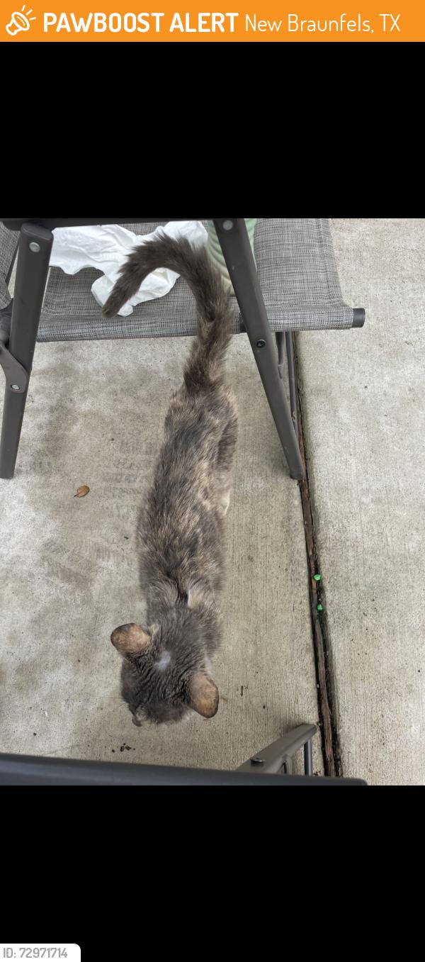 Found/Stray Female Cat last seen Great oaks dr, New Braunfels, TX 78130