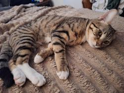 Lost Female Cat last seen 15th/Gilbert, Coeur d'Alene, ID 83815