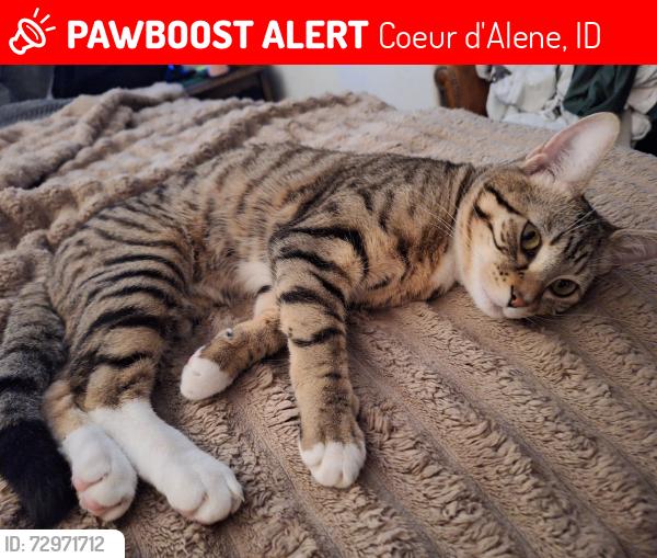 Lost Female Cat last seen 15th/Gilbert, Coeur d'Alene, ID 83815