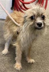 Shelter Stray Male Dog last seen 34TH ST & 12TH AVE, Sacramento, CA 95818