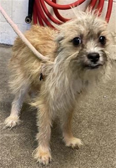 Shelter Stray Male Dog last seen 34TH ST & 12TH AVE, Sacramento, CA 95818