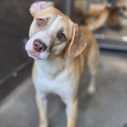 Shelter Stray Male Dog last seen Near BLOCK W JACKSON, San Bernardino, CA 92401