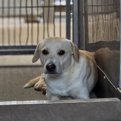 Shelter Stray Male Dog last seen Near BLOCK W JACKSON, San Bernardino, CA 92401