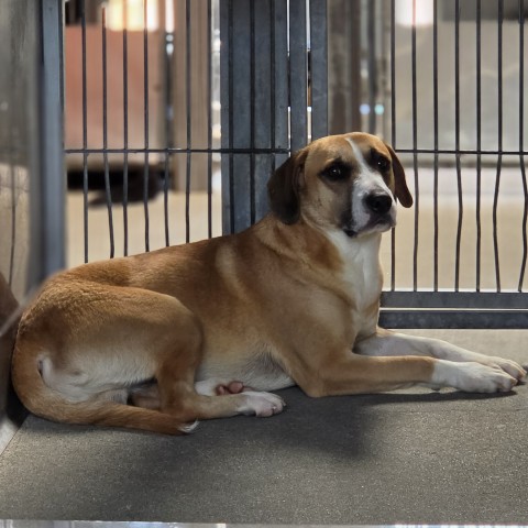 Shelter Stray Male Dog last seen Near BLOCK W JACKSON, 333 Chandler Pl, San Bernardino, CA 92408, USA