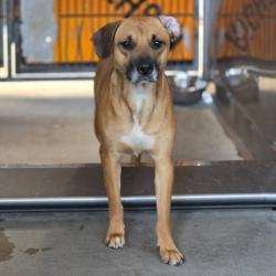Shelter Stray Female Dog last seen Near BLOCK W JACKSON, San Bernardino, CA 92401