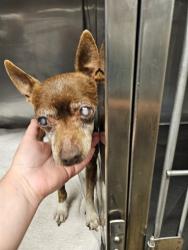 Shelter Stray Unknown Dog last seen COORS ABD ISLETA ABQ NM, Albuquerque, NM 87105