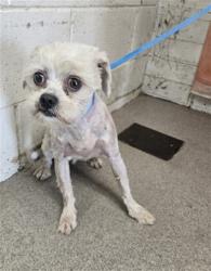 Shelter Stray Female Dog last seen Near BLOCK E. MONTROSE ST, San Bernardino, CA 92401