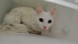 Shelter Stray Female Cat last seen Near BLOCK SUNSET RD SW, Albuquerque, NM 87105