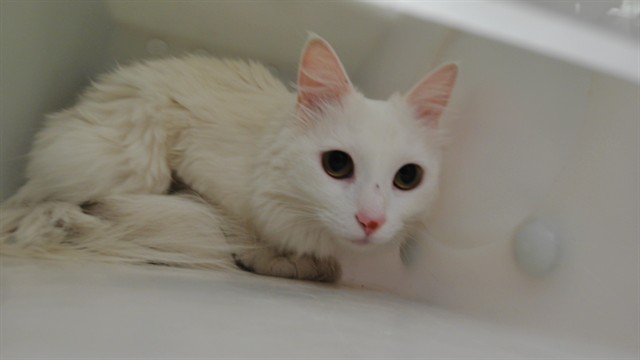 Shelter Stray Female Cat last seen Near BLOCK SUNSET RD SW, Albuquerque, NM 87105