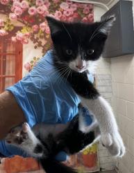 Shelter Stray Male Cat last seen CITRUS AND FOOTHILL, 333 Chandler Pl, San Bernardino, CA 92408, USA