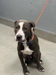 Shelter Stray Male Dog last seen , Las Vegas, NV 89101