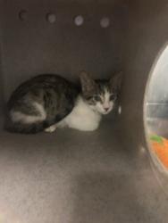 Shelter Stray Male Cat last seen , Gardena, CA 90248