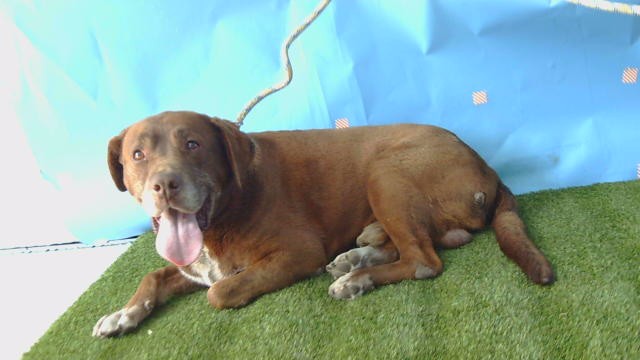Shelter Stray Male Dog last seen , Gardena, CA 90248